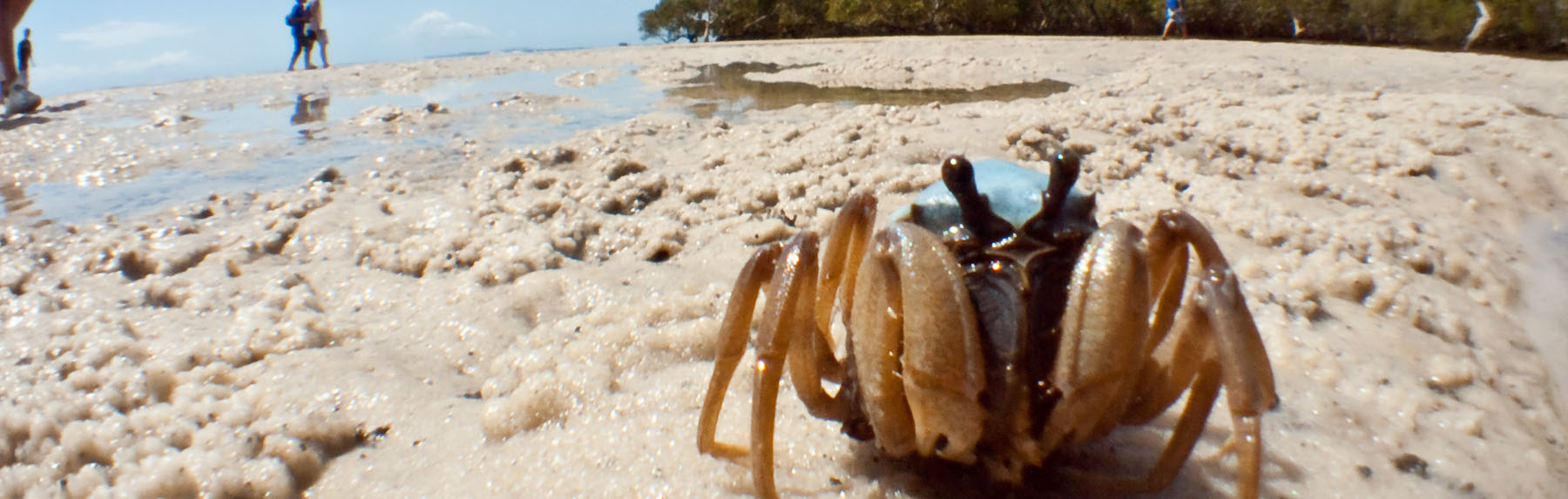 Soldier Crab on Moreton Island
